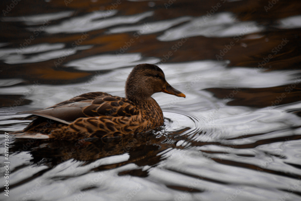 duck river nature animal forest wild nature duck river nature animal forest wild nature