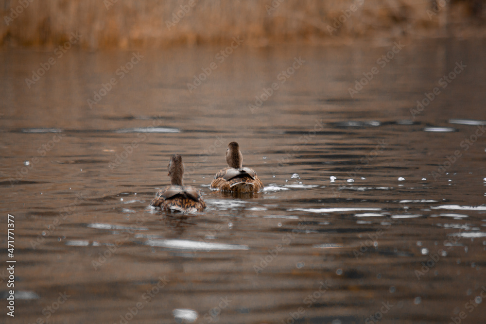 Fototapeta premium duck river nature animal forest wild nature