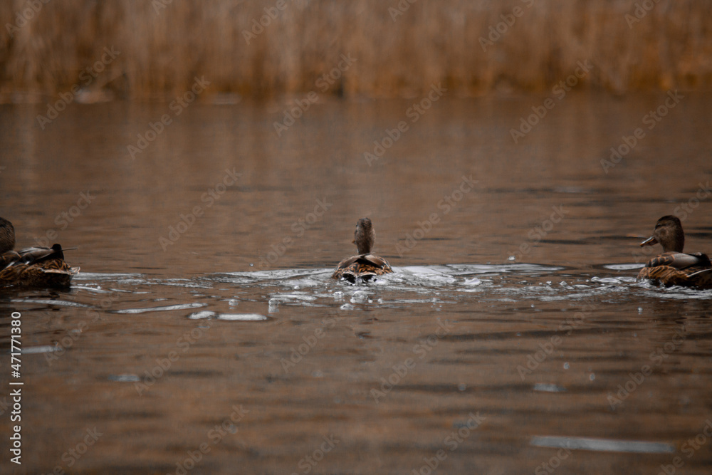 duck river nature animal forest wild nature duck river nature animal forest wild nature