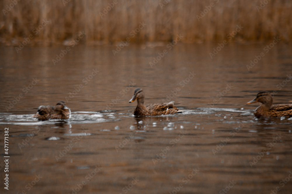 duck river nature animal forest wild nature duck river nature animal forest wild nature