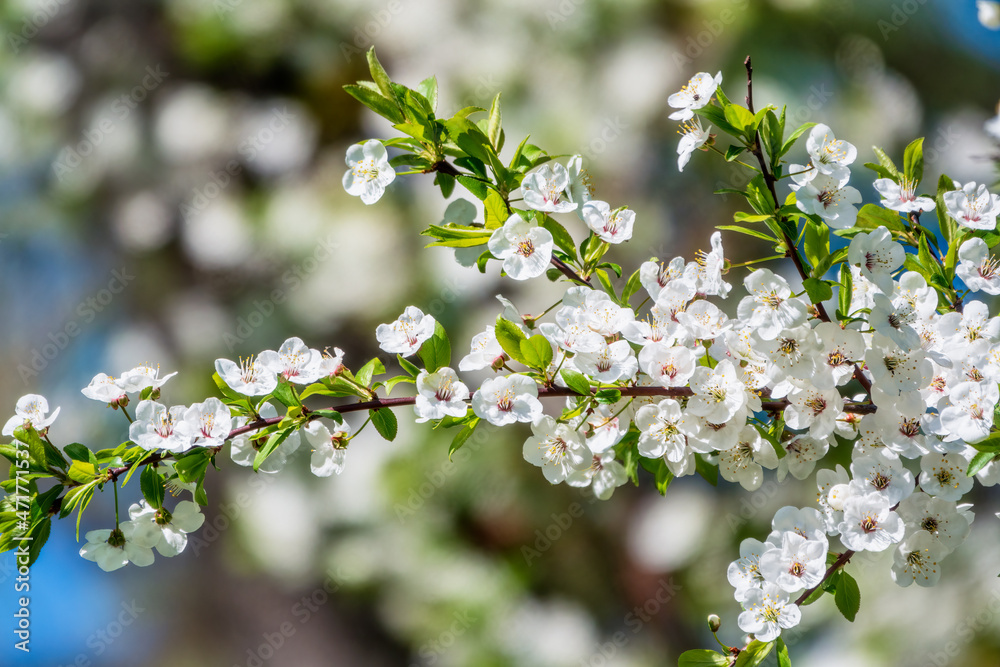 White blossoming apple trees. White apple tree flowers White blossoming apple trees. White apple tree flowers