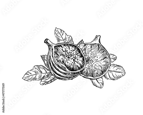 Hand drawn sketch black and white of figs, leaf. Vector illustration. Elements in graphic style label, card, sticker, menu, package. Engraved style illustration.