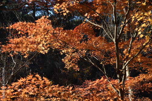 Fall foliages and reflection 