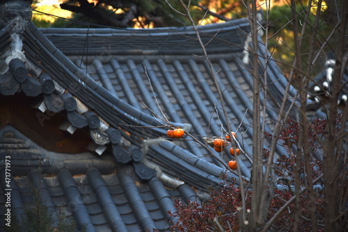 Fall foliages and reflection 
