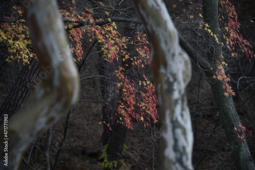 Fall foliages and reflection 
