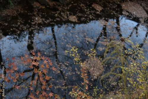 Fall foliages and reflection 