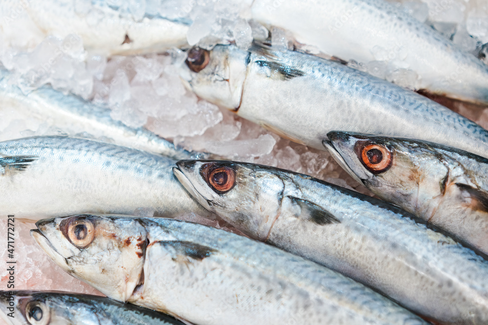 Food backgrounds. Fresh mackerel on ice in supermarket. Scombridae Saba fish.