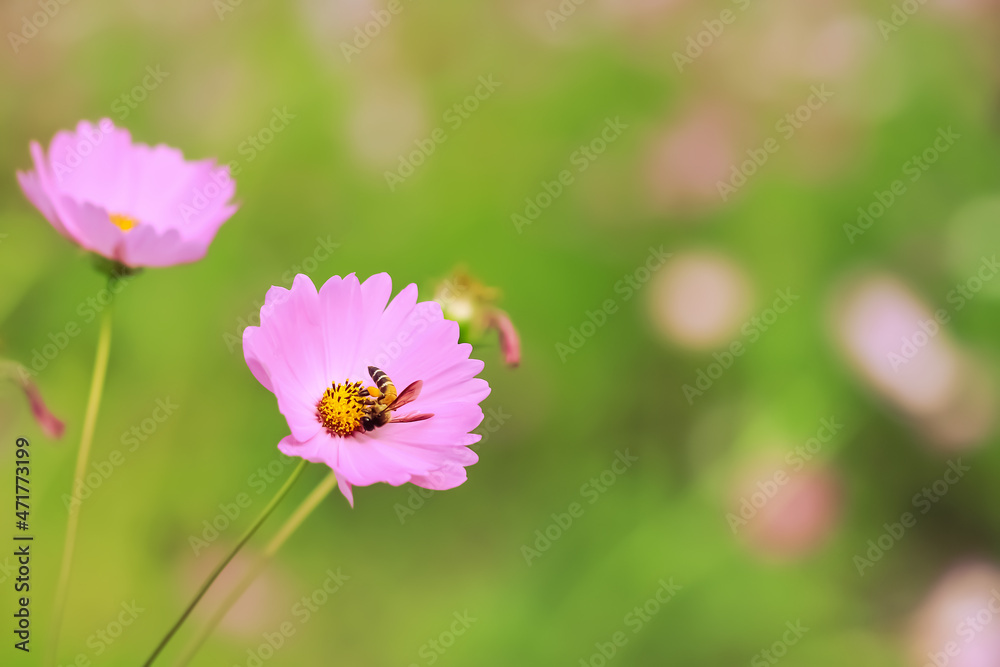 Pink cosmos bipinnatus with bees drinking nectar in blurred garden background Pink cosmos bipinnatus with bees drinking nectar in blurred garden background