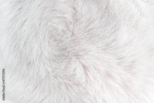 White dog fur with black line patterns  smooth soft texture on background