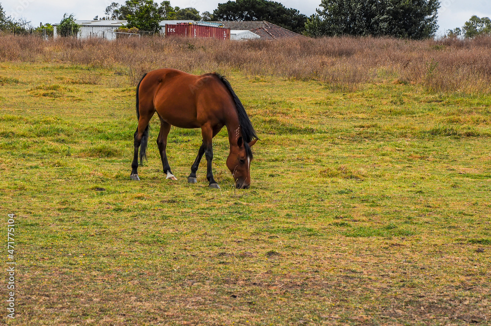 Horses quietly grazing under a power line along Pound Rd, Hampton Park Horses quietly grazing under a power line along Pound Rd, Hampton Park