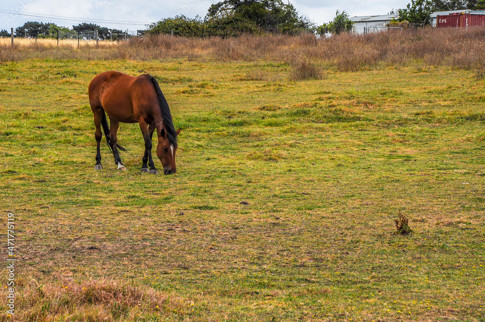 Horses quietly grazing under a power line along Pound Rd, Hampton Park Horses quietly grazing under a power line along Pound Rd, Hampton Park
