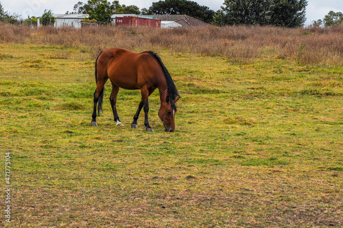 Horses quietly grazing under a power line along Pound Rd, Hampton Park