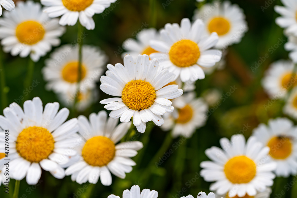 Fototapeta premium Oxeye Daisy Leucanthemum vulgare
