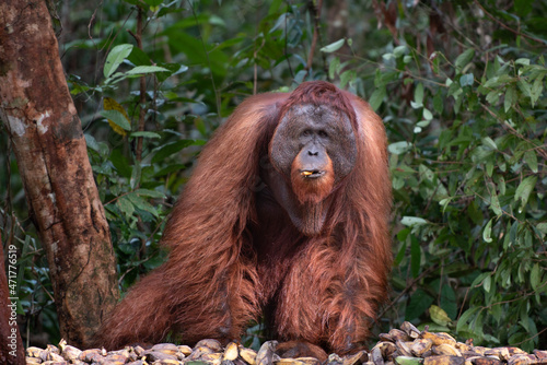 Male Borneo Orangutan Pongo pygmaeus © Francesco