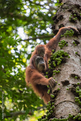 Sumatran Orangutan Pongo abelii mother with baby