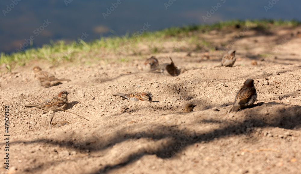 flock of sparrows on the sand