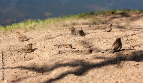 flock of sparrows on the sand