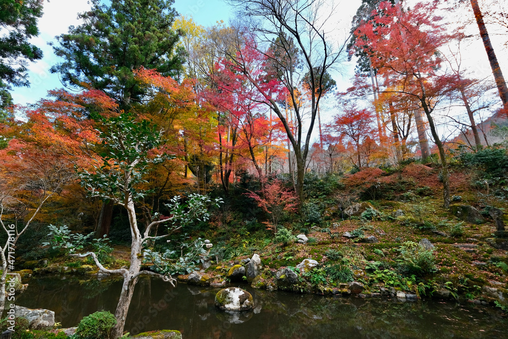 【京都】三千院の紅葉（秋）