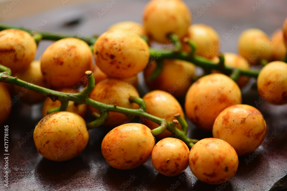 Baccaurea racemosa, common names kapundung or menteng is a species of fruit tree in Indonesia, Southeast Asia. It belongs to the family Phyllanthaceae Baccaurea racemosa, common names kapundung or menteng is a species of fruit tree in Indonesia, Southeast Asia. It belongs to the family Phyllanthaceae