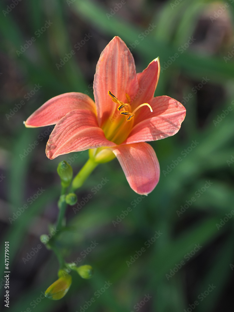 Orange Day Lily Orange Day Lily