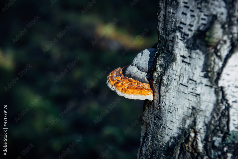 Chaga tree mushroom on old tree trunk. Tinder fungus on birch, close up. Blurred bokeh background. Chaga tree mushroom on old tree trunk. Tinder fungus on birch, close up. Blurred bokeh background.