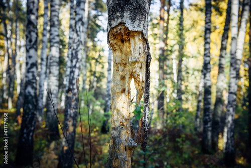 Trunk of dead tree in summer forest, blurred background. Bark of rotten birch with large hole ,destroyed by woodpeckers.