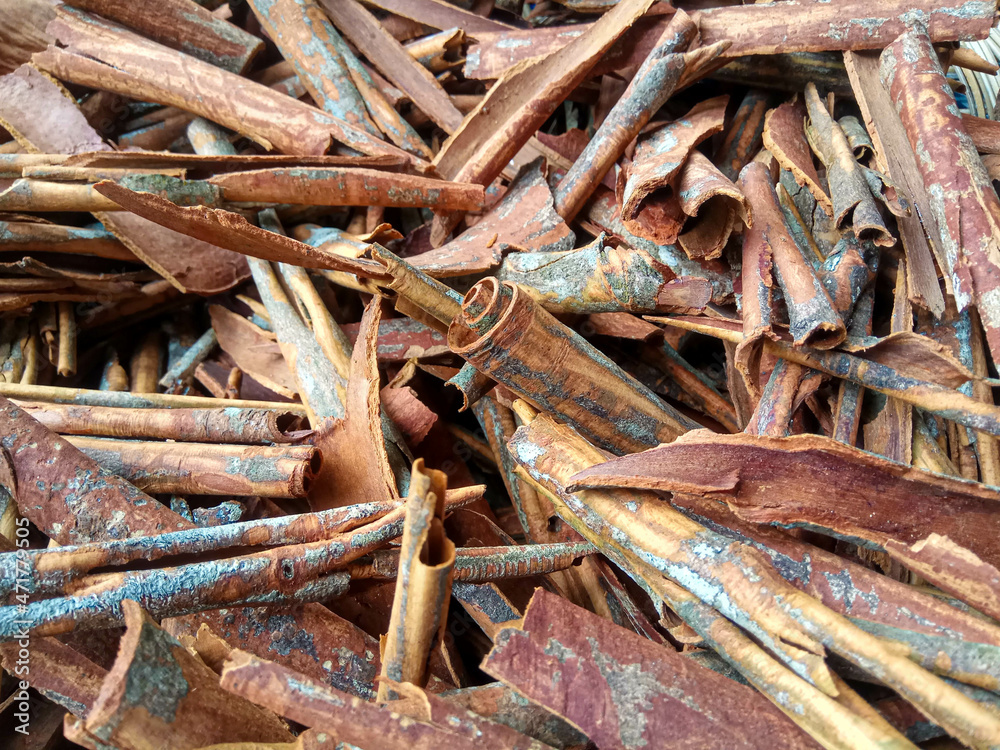 Cinnamomum cassia. Heap of dried and crushed cinnamon sticks, with left-over outer bark, or unfinished shaving. Cinnamomum cassia. Heap of dried and crushed cinnamon sticks, with left-over outer bark, or unfinished shaving.