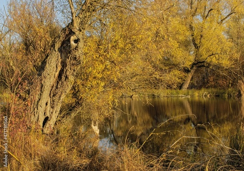 Old Nitra is the original bed of the Slovak river Nitra in the section from Nové Zámky to Komárno - Landor flows into the Váh. photo