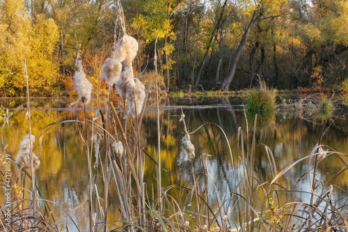 Old Nitra is the original bed of the Slovak river Nitra in the section from Nové Zámky to Komárno - Landor flows into the Váh. photo