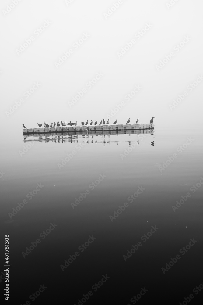 birds staying on sea in foggy day
