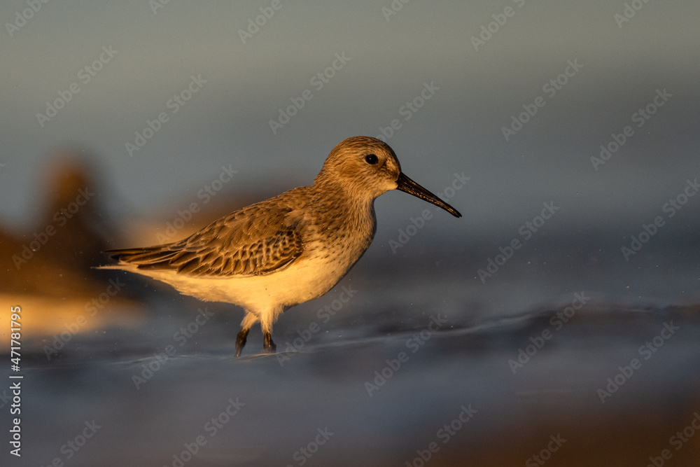 Dunlin (Calidris alpina, ), The Mediterranean Sea coast, Turkey Dunlin (Calidris alpina, ), The Mediterranean Sea coast, Turkey