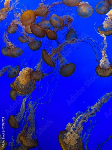 jellyfish in aquarium at Monterey Bay Aquarium 2021