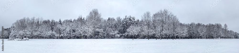 Fototapeta premium panoramic winter landscape. forest trees covered by freshly fallen snow.