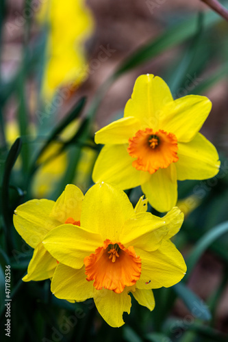 Petals of blooming yellow daffodil in spring