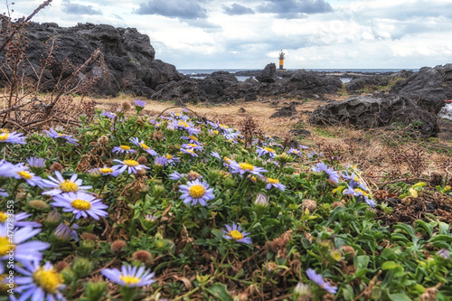 Wild flowers in Biyangdo photo