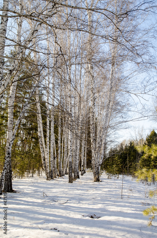 Early spring in the Siberian forest Early spring in the Siberian forest