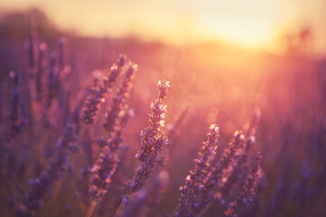 Lavender flowers at sunset in Provence, France. Macro image. Beautiful summer nature background
