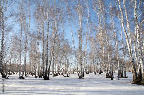 Early spring in the Siberian forest