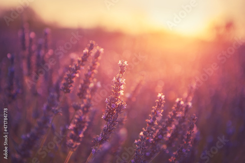 Lavender flowers at sunset in Provence, France. Macro image. Beautiful summer nature background #471784778