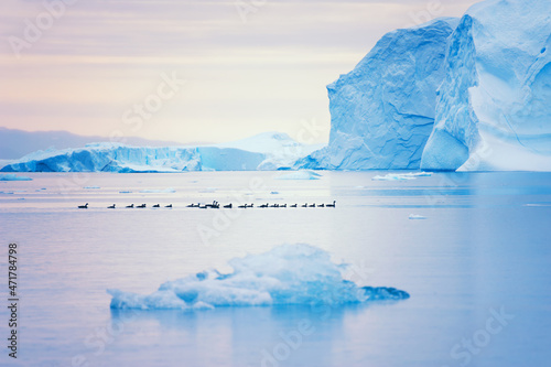 Flock of ducks floating between icebergs in Greenland. Atlantic ocean, Ilulissat icefjord, Greenland. Selective focus