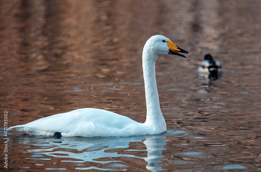 Naklejka premium Portrait of a white swan in the lake.