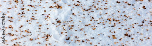 Seeds from a tree on the snow as a background.