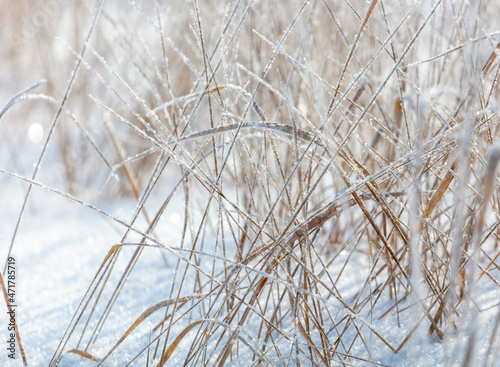 Dry grass in the snow in winter.