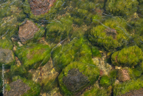 Out of focus photo of sea stones. Baltic Sea green background of algae seaweed. Stone with bright seaweed closeup. The natural velvet texture of seagrass. 