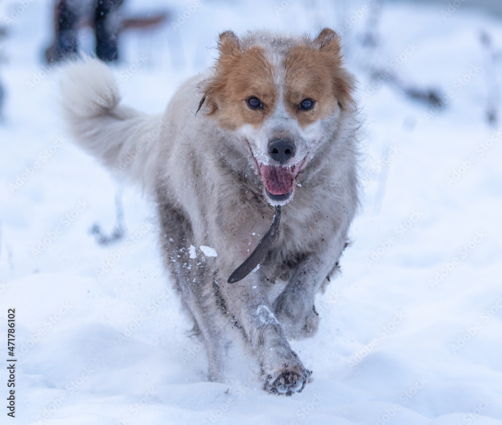 The dog runs in the snow