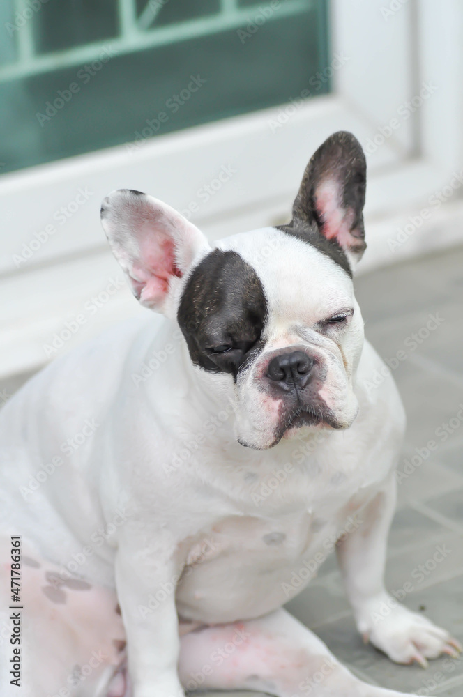 dog or french bulldog, French bulldog or old dog or sleepy french bulldog