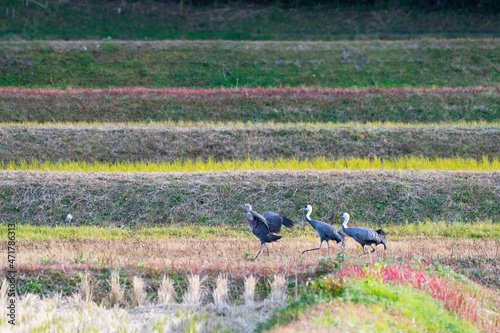 Family of hooded cranes in Yashiro, Shunan City, Yamaguchi Prefecture photo