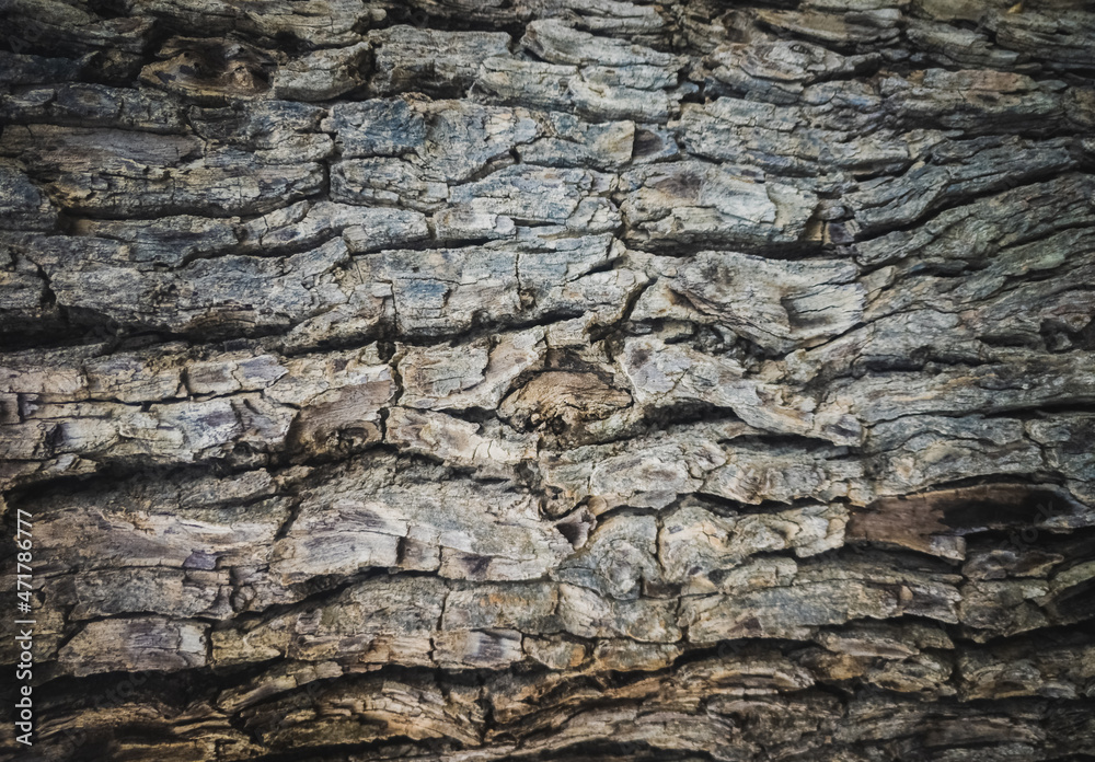 Close-up shot of dry tree bark textured background. Close-up shot of dry tree bark textured background.