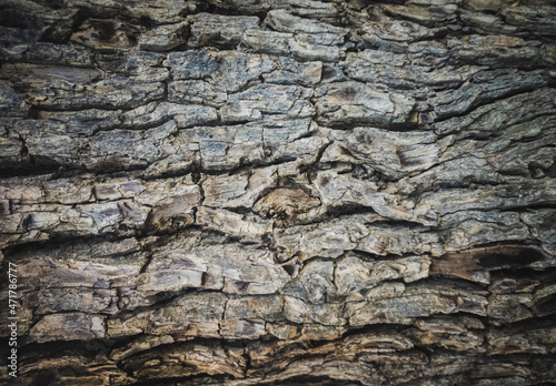 Close-up shot of dry tree bark textured background. © DiversePixels