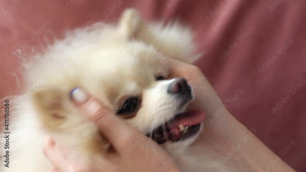 Close-up face of happy pretty white pretty spitz pet dog, unrecognizable young woman stroking head loving doggy at home. Closeup of lady playing together with doggy in light living room, slow motion. Close-up face of happy pretty white pretty spitz pet dog, unrecognizable young woman stroking head loving doggy at home. Closeup of lady playing together with doggy in light living room, slow motion.